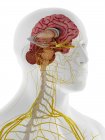Anatomie interne du cerveau, illustration. — Photo de stock