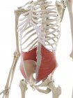 Internal oblique abdominal muscle, illustration. — Stock Photo