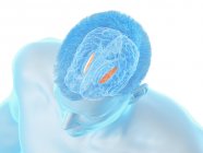 Бічна куля блідість мозку, комп'ютерна ілюстрація — стокове фото