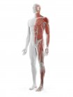 Sistema muscular masculino, ilustración por ordenador - foto de stock