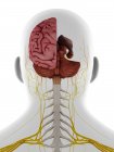 Cabeza y cuello masculinos nervios y cerebro, ilustración. - foto de stock