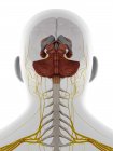 Cabeza y cuello masculinos nervios y cerebro, ilustración. - foto de stock