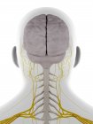 Head and neck nerves, illustration — Stock Photo