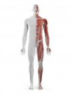 Sistema muscular masculino, ilustração computacional — Fotografia de Stock