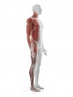 Мужская мышечная система, компьютерная иллюстрация — стоковое фото