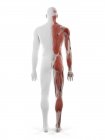 Sistema muscolare maschile, illustrazione computerizzata — Foto stock