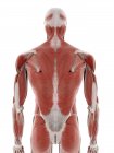 Мышцы спины, компьютерная иллюстрация — стоковое фото