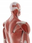 Músculos das costas, ilustração de computador — Fotografia de Stock