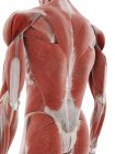 Músculos das costas, ilustração de computador — Fotografia de Stock