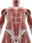 Abdômen muscular, ilustração computacional — Fotografia de Stock
