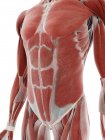 Muscular abdomen, computer illustration — Stock Photo