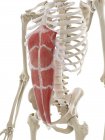 Rectus abdominis Muskel, Computerillustration — Stockfoto