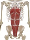Músculo reto abdominal, ilustração computacional — Fotografia de Stock