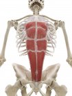 Músculo del recto abdominal, ilustración por ordenador - foto de stock