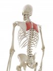 Rhomboïde muscle majeur, illustration d'ordinateur — Photo de stock