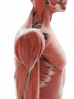 Плечевая мышца, компьютерная иллюстрация — стоковое фото