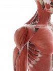 Плечевая мышца, компьютерная иллюстрация — стоковое фото