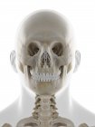 Crânio humano, ilustração computacional — Fotografia de Stock