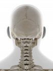Crânio humano, ilustração computacional — Fotografia de Stock