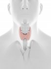 Glándula tiroidea, ilustración por computadora - foto de stock