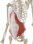 Transversus Bauchmuskel, Computerillustration — Stockfoto