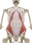 Transversus abdominis muscle, computer illustration — Stock Photo
