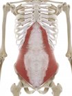 Músculo transverso abdominal, ilustração computadorizada — Fotografia de Stock