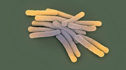 Bacterias de la tuberculosis, ilustración 3d. - foto de stock