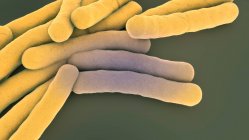 Bacterias de la tuberculosis, ilustración 3d. - foto de stock