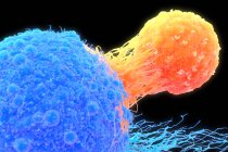 Linfócito T (laranja) ligado a uma célula cancerosa (azul), ilustração. Os linfócitos T são um tipo de glóbulos brancos que amadurece no timo — Fotografia de Stock
