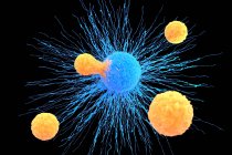 Linfocito T (naranja) unido a una célula cancerosa (azul), ilustración. Los linfocitos T son un tipo de glóbulo blanco que madura en el timo. - foto de stock