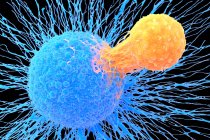 Linfocito T (naranja) unido a una célula cancerosa (azul), ilustración. Los linfocitos T son un tipo de glóbulo blanco que madura en el timo. - foto de stock