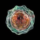 Balamuthia mandrillaris amoeba, illustration informatique — Photo de stock
