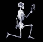 Squelette proposant, Rayons X. — Photo de stock