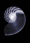 Shell, raio-X, radiologia — Fotografia de Stock