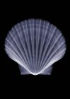 Shell, rayos X, escáner radiológico - foto de stock