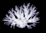Coral, rayos X, exploración radiológica - foto de stock