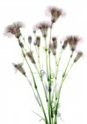 Paquete de flores (Dianthus sp), de color de rayos X. - foto de stock