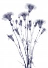 Bundle of flowers (Dianthus sp), X-ray. — Stock Photo