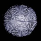 Coral, rayos X, exploración radiológica - foto de stock