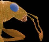 Weevil (Sitophilus sp. ), цветной сканирующий электронный микрограф (СЭМ). Этот долгоносик является крупным сельскохозяйственным вредителем. В основном он атакует хранимые зерна и фрукты, питаясь ими с его часто удлиненной мордой или трибуной. — стоковое фото