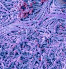 Бактерии из монеты. Цветной сканирующий электронный микрограф (СЭМ) бактерий, культивируемых из английской однофунтовой монеты — стоковое фото