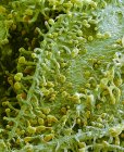 Растение конопли. Цветной сканирующий электронный микрограф (СЭМ) поверхности растения каннабиса (конопли сатива). Заостренные волосы называются литоцистовыми клетками. Они содержат цистолиты (кристаллы карбоната кальция)) — стоковое фото