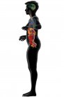 Комп'ютерна ілюстрація, що показує жіноче тіло з внутрішніми органами з лівої сторони . — стокове фото