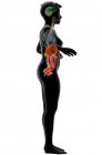 Computerillustration zeigt einen weiblichen Körper mit den inneren Organen von der rechten Seite. — Stockfoto