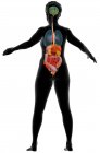 Ilustración por computadora que muestra un cuerpo femenino con los órganos internos de la espalda. - foto de stock