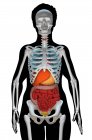 Ilustración por computadora que muestra un torso femenino con los órganos internos y el esqueleto, vista frontal . - foto de stock