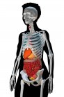 Illustrazione del computer che mostra un busto femminile con gli organi interni e lo scheletro, vista laterale. — Foto stock