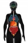 Ilustración de computadora que muestra un torso femenino con los órganos internos, vista frontal . - foto de stock