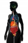 Computerillustration, die einen weiblichen Torso mit den inneren Organen zeigt, Seitenansicht. — Stockfoto